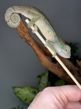 Load image into Gallery viewer, AMBILOBE male panther chameleon: Flash x Opal (R1)