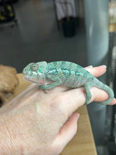 Load image into Gallery viewer, AMBILOBE Panther Chameleon: Frank x Sandy (Q7)