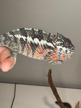 Load image into Gallery viewer, AMBILOBE Panther Chameleon: (E8)