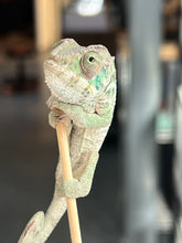 Load image into Gallery viewer, Ambilobe male: Flash x Lucia (I4)