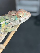 Load image into Gallery viewer, Ambilobe male: Starburst x Margaret (R3)