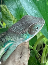 Load image into Gallery viewer, Ambilobe male: Flash x Rocky (R2)