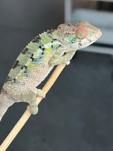 Load image into Gallery viewer, Ambilobe male: Starburst x Margaret (R3)