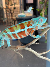 Load image into Gallery viewer, AMBANJA Panther Chameleon: (J7)