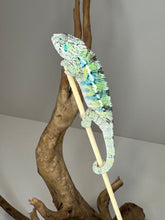 Load image into Gallery viewer, Ambilobe Male Panther Chameleon: Flash x Opal (E18)