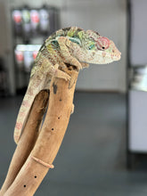 Load image into Gallery viewer, AMBILOBE Panther Chameleon: Starburst x Shirin (R3)