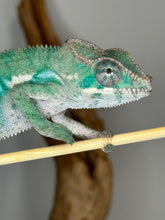 Load image into Gallery viewer, AMBILOBE Male Panther Chameleon: (E36)