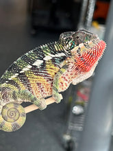 Load image into Gallery viewer, Ambilobe male: Flash x Lucia (P4)