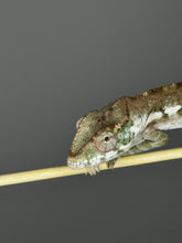 Load image into Gallery viewer, AMBANJA FEMALE Panther Chameleon: Dubois x Ellie (S3)