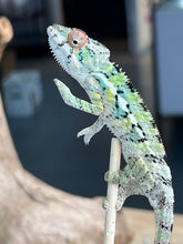 Load image into Gallery viewer, Ambilobe male: Sam x Georgia (R3)