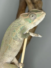 Load image into Gallery viewer, Ambilobe Male Panther Chameleon: Flash x Opal (E12)