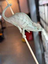 Load image into Gallery viewer, AMBANJA Panther Chameleon x WC male (I4)