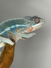 Load image into Gallery viewer, AMBILOBE Male Panther Chameleon: (E33)