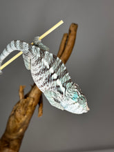 Load image into Gallery viewer, AMBANJA X ANKIFY Panther Chameleon:(F1)