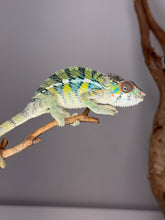Load image into Gallery viewer, AMBILOBE Panther Chameleon: (E16)