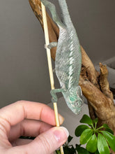 Load image into Gallery viewer, ANKIFY X AMBILOBE Panther Chameleon: (E17)
