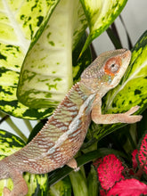 Load image into Gallery viewer, Ambilobe Male (R10)