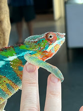 Load image into Gallery viewer, Ambilobe male: WC Hawkeye x Nugget (J1)