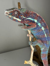 Load image into Gallery viewer, AMBANJA Panther Chameleon: (E15)