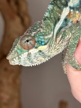 Load image into Gallery viewer, AMBILOBE Panther Chameleon: (E36)