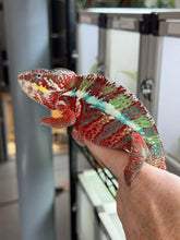 Load image into Gallery viewer, AMBILOBE Male Panther Chameleon: (E12)
