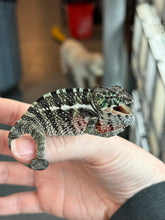 Load image into Gallery viewer, AMBANJA x WC male (I2)
