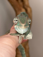 Load image into Gallery viewer, AMBILOBE Panther Chameleon: (E36)