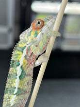 Load image into Gallery viewer, AMBILOBE male: Sam x Amie (Q4)