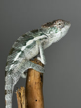 Load image into Gallery viewer, SURPRISE male: (R11)