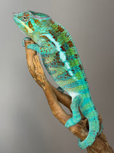 Load image into Gallery viewer, AMBANJA Panther Chameleon: (J5)