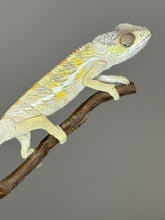 Load image into Gallery viewer, SAMBAVA Panther Chameleon: (E17)