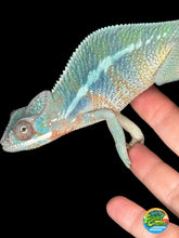 Load image into Gallery viewer, AMBILOBE Male Panther Chameleon: (E33)