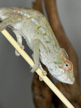 Load image into Gallery viewer, AMBILOBE FEMALE Panther Chameleon: Rogue x Phoenix (S12)