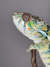 Load image into Gallery viewer, AMBILOBE Panther Chameleon: (E16)