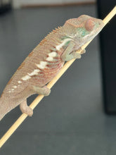 Load image into Gallery viewer, Ambilobe male panther chameleon: Flash x Opal (R5)