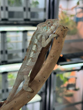 Load image into Gallery viewer, Blue Ambanja FEMALE: Blueberry x Blue Magic đș (S6)