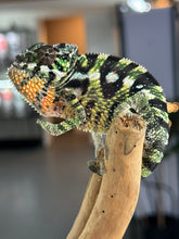 Load image into Gallery viewer, SAMBAVA Panther Chameleon: Marley x Mabel (Q11)