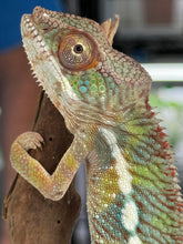 Load image into Gallery viewer, AMBILOBE Panther Chameleon: Frank x Sandy (J6)