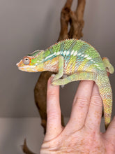 Load image into Gallery viewer, AMBILOBE Panther Chameleon male:(J2)