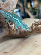 Load image into Gallery viewer, AMBILOBE Panther Chameleon: Frank x Sandy (Q1)