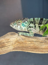 Load image into Gallery viewer, AMBANJA Panther Chameleon: Dubois x Ellie (E7)
