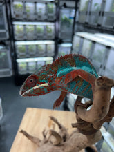 Load image into Gallery viewer, Ambilobe male: JIMMY WALKER