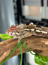 Load image into Gallery viewer, AMBILOBE Panther Chameleon: Magnus x Skittles (E15)