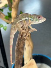 Load image into Gallery viewer, AMBILOBE Panther Chameleon: Starburst x Shirin (R3)