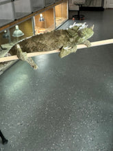 Load image into Gallery viewer, Male Jackson’s Chameleon: I2