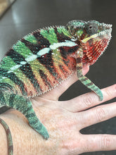 Load image into Gallery viewer, AMBILOBE Panther Chameleon: Riot/JJ/Bolt (J2)