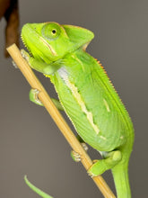 Load image into Gallery viewer, FEMALE Veiled Chameleon (I16)