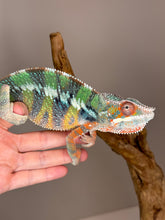 Load image into Gallery viewer, AMBILOBE Panther Chameleon male:(J6)