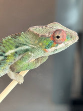 Load image into Gallery viewer, AMBILOBE Panther Chameleon: Magnus x Skittles (R3)