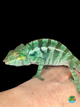 Load image into Gallery viewer, Ambanja Panther Chameleon in shades of turquoise and green sitting on the back of a hand. -FramsChams